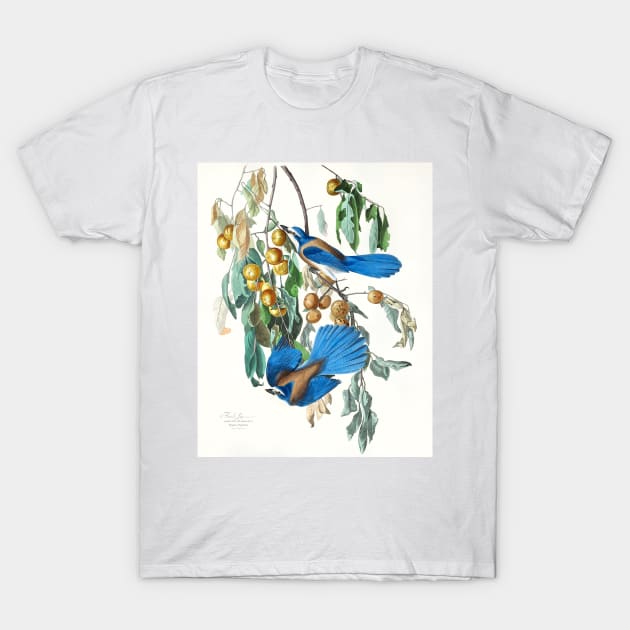 Florida Jay from Birds of America (1827) T-Shirt by WAITE-SMITH VINTAGE ART